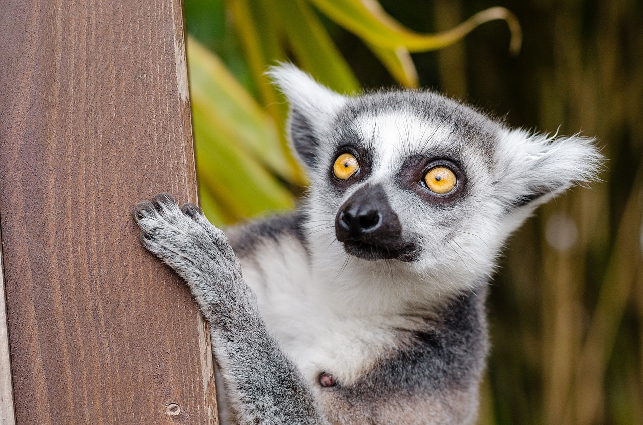 Co warto zwiedzić na Madagaskarze?